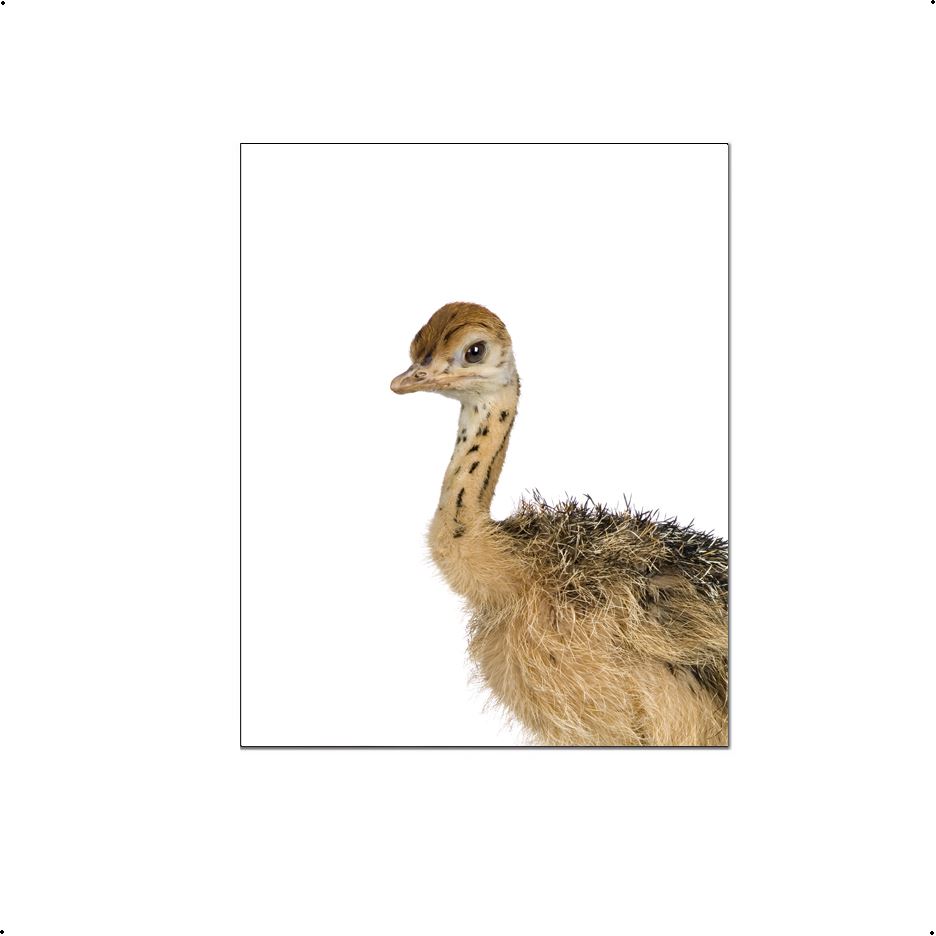 Jungle / safari baby struisvogel - Dieren