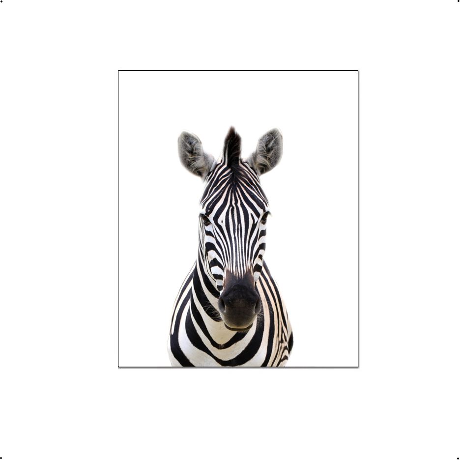 Jungle / safari grote zebra - Dieren